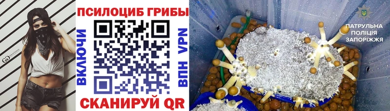 Псилоцибиновые грибы Cubensis  kraken сайт  Талица 